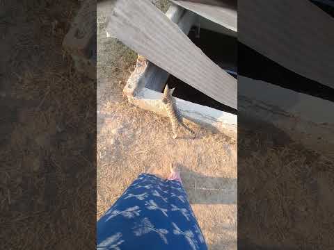 Cat best moments animal love youtube shorts video Indian #ytshorts #viral #youtube #nature video