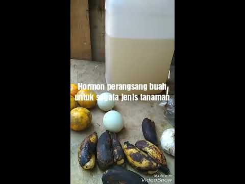 Alkohol Tembakau dan potensi Sayuran dan buah-buahan apa yang perlu meningkatkan potensi