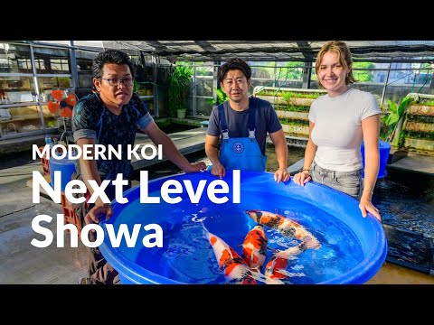 The 3-year-old Kashira Mawari from Hongou | Modern Koi Blog #7693