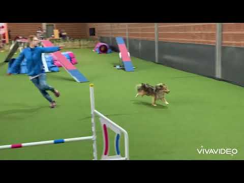 Dakar ❄️ Decemberi Bing Agility Kupa 2021