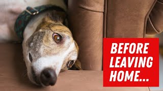 Is Your Pet SAFE at home? 😨 Best Pet Camera under $50!