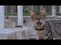 The Cute Tabby Cat Does Not Come To Me Because It Is Afraid Of Me