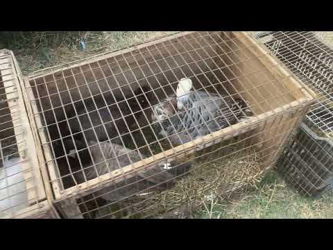 Targ monor septembrie 2024