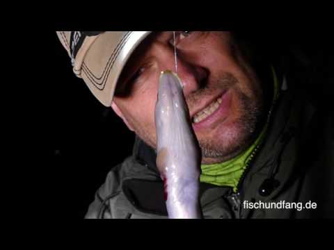 Matze Koch: Digging Eels - Matze's Antics 07-2016