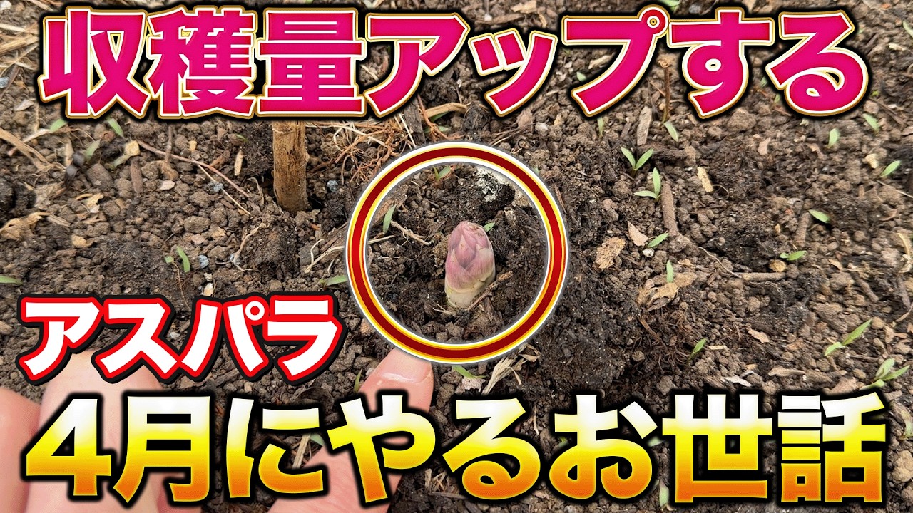【今すぐ】アスパラの芽が出たら絶対やるべきこと