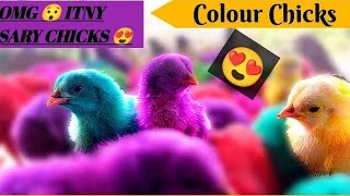 Colour Full Baby Chicks 💚🩵❤️💙🤍colourful Chicks growth day by day