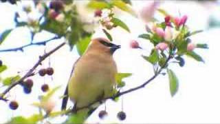 Waxwing - a music video with commentary