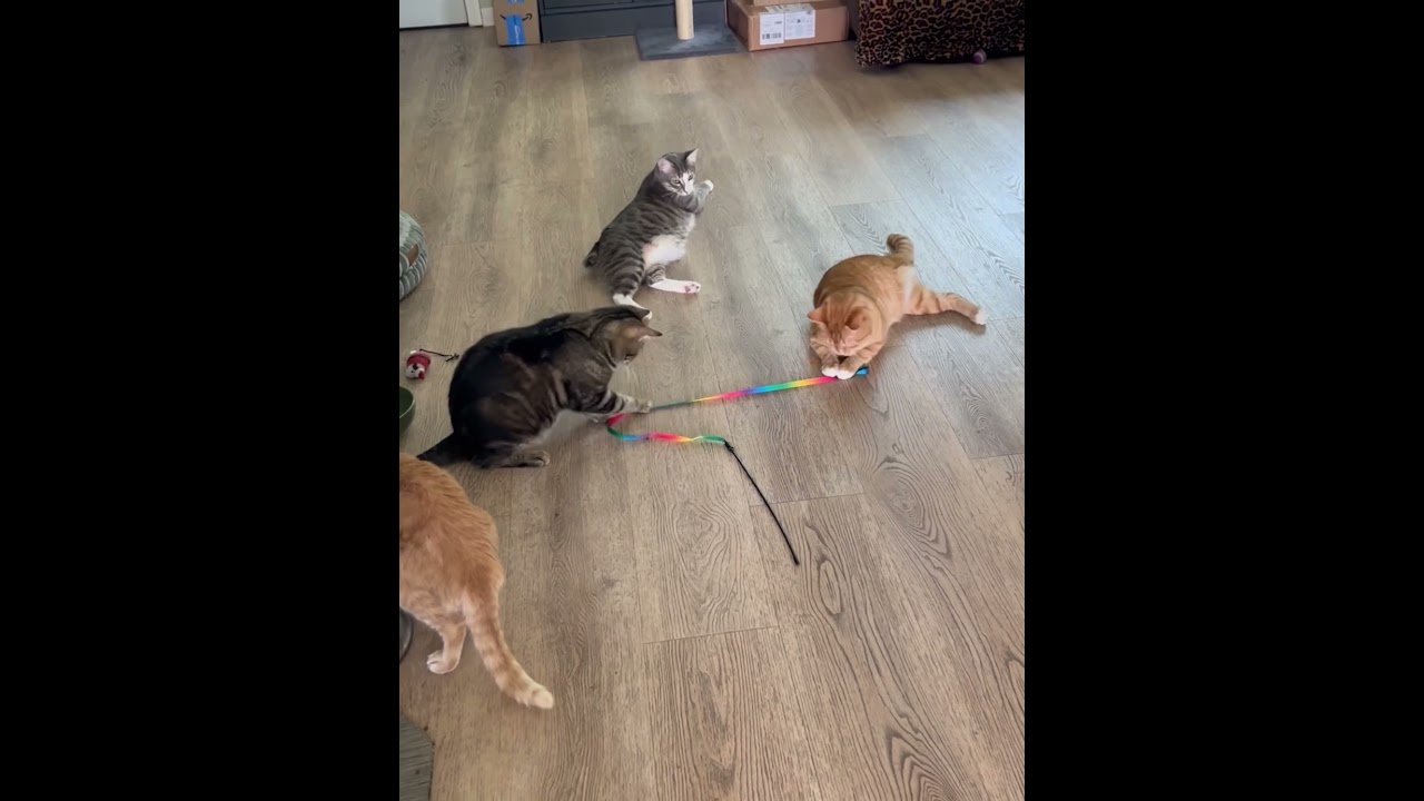 Enlarge L L Cool Cat, a Adoptable mixed breed in Gardena, CA video 4/5