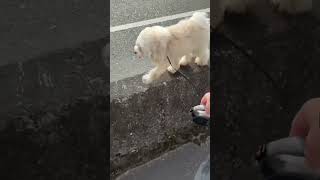 だんだん早くなる犬