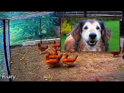 Dog saves chickens from fox