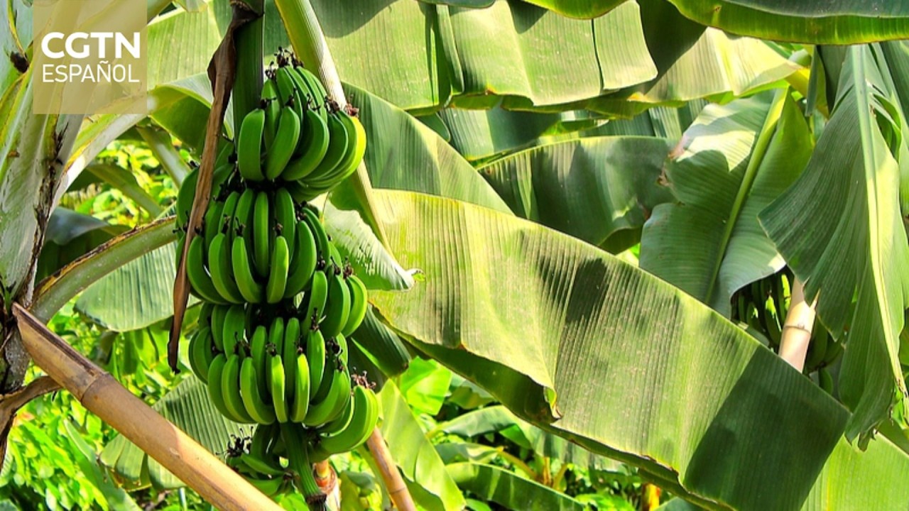 El sector bananero de Ecuador afronta el impacto del conflicto bélico en Oriente Medio