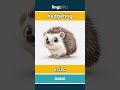 hedgehog - erizo video thumbnail