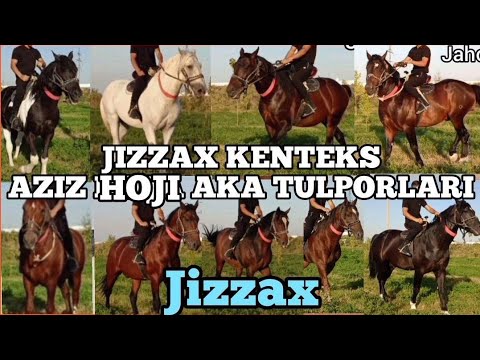 JIZZAX KENTEKS AZIZ HOJI AKA TULPORLARI
