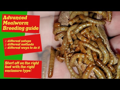 Mealworm Breeding Setups - 3 tier Mesh bottom enclosures - How to start a mealworm farm easy