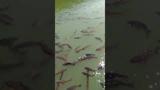 preview picture of video 'Fish in naina lake nainital'