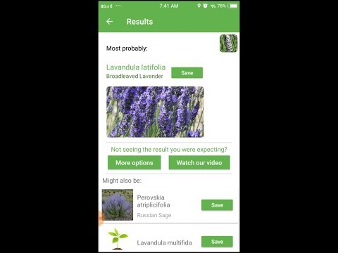 download lagu mp3 mp4 Lavandula Latifolia Plants, download lagu Lavandula Latifolia Plants gratis, unduh video klip Lavandula Latifolia Plants