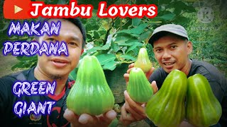 Download lagu MAKAN PERDANA BUAH JAMBU AIR GREEN GIANT mp3
