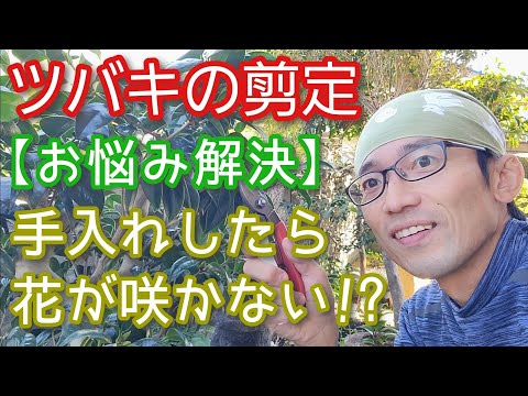 初期の花芽は剪定したほうがよいでしょうか？はい、いいえ!  庭園