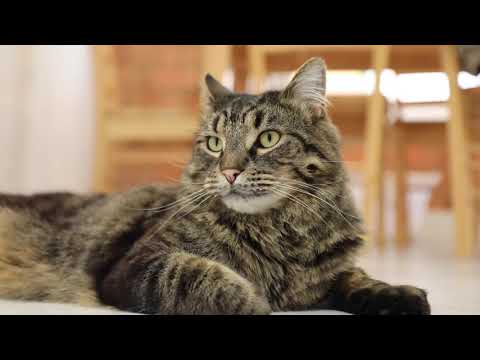 5 reason why you should adopt an adult cat | RSPCA South Australia