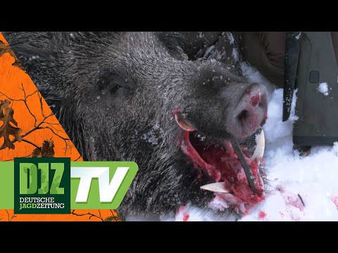 🇸🇪 Swedish Winter Driven Hunt – PareyGo Classics