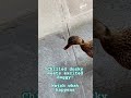 Chilled ducky meets excited doggy. Watch what happens.