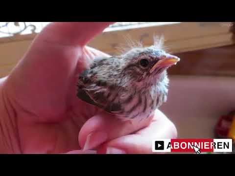 Der Jogger findet das Vogelbaby   und macht das Unfassbare!