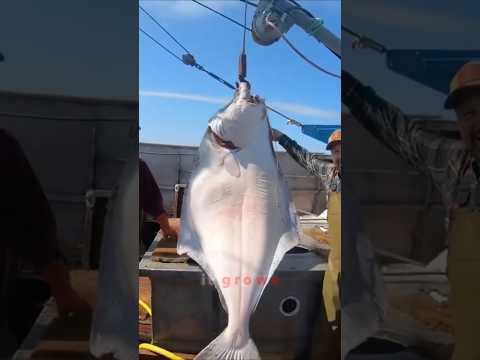 HALIBUT 101: The 500lb "Barn Door" Secret 🔪❄️ #seafood #fishing #shorts