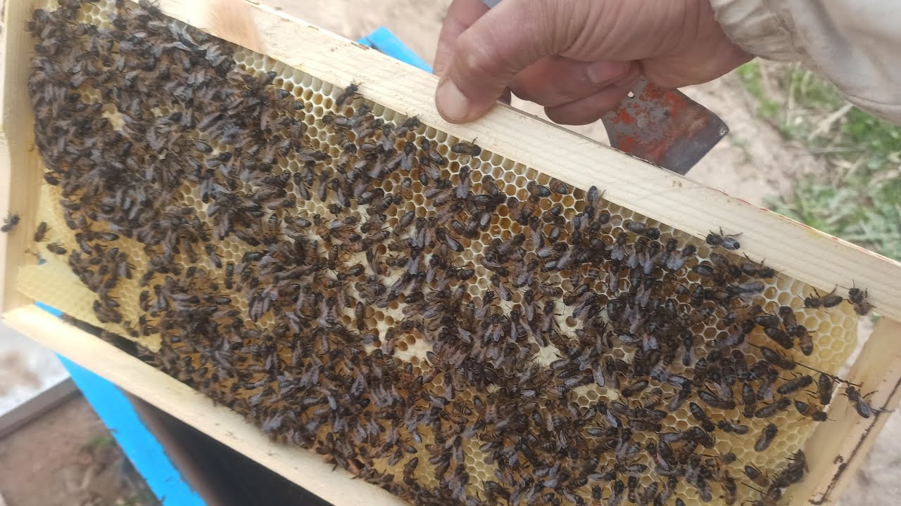 طريقة رائعة لارغام النحل على بناء الشمع النحل بسرعة 