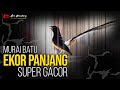 MURAI BATU EKOR PANJANG FIGHTER GACOR BERKARAKTER SHAMA BIRD FIGHTER