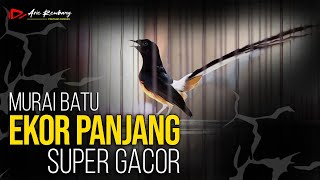 Download lagu MURAI BATU EKOR PANJANG FIGHTER GACOR BERKARAKTER | SHAMA BIRD FIGHTER mp3 Download lagu MURAI BATU EKOR PANJANG FIGHTER GACOR BERKARAKTER | SHAMA BIRD FIGHTER mp3
