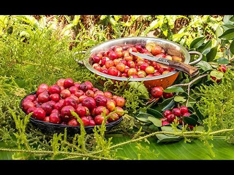 Recette Évasion exotique papaye-ananas-citron vert