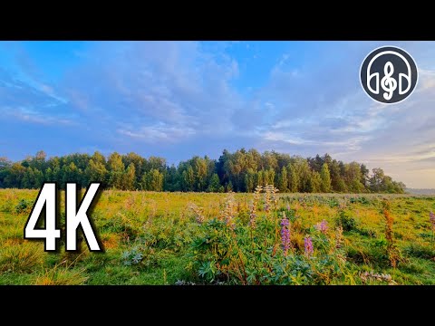 Sång av fältmorgonfåglar för stresslindring, avslappning och meditation