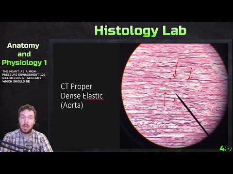 Tissue Histology Examples and Lab - Anatomy and Physiology 1