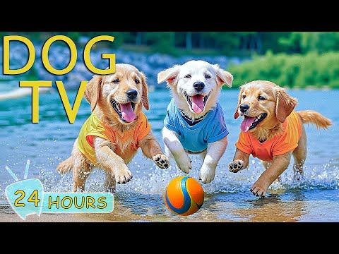 DOG TV: Best Anti-Anxiety Videos & Relax Music for Dogs Left Home Alone - Entertain Music for Dogs