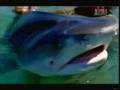 Crocodile Hunter Tiger Sharks Part 5 5