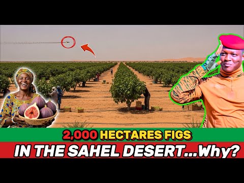 2,000 Hectares of Figs on the Sahel Edge—Brilliant Plan or National Disaster?