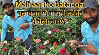 Kuchh Aasan tarike se Gulab Ka paudha October ke mahine mein ghar per lagaen