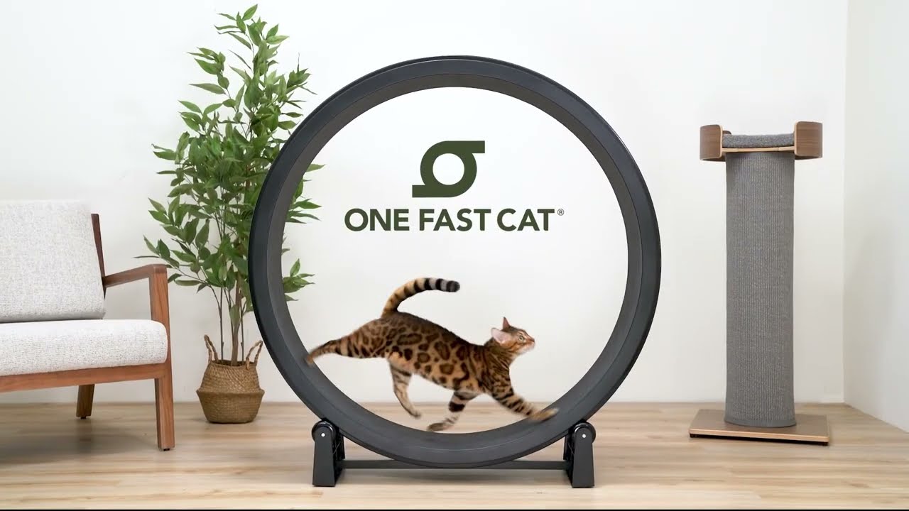 Meet the All-New One Fast Cat Exercise Wheel | Gen. 7