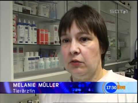 Tierrechte-Tierschutz  Sat1 - 17.30 -  21 Schäferhunde (2)