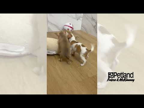 Chihuahua - 39997 video preview