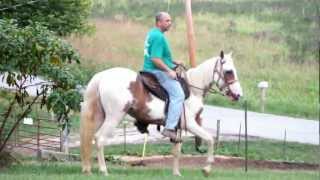 preview picture of video 'DSCF2960.MOV RINGO 4 YR OLD REGISTERED GELDING SPOTTED SADDLE HORSE'
