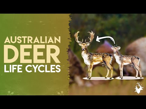 Australian Deer Life Cycles | Sambar, Fallow, Red, Rusa, Chital & Hog Deer
