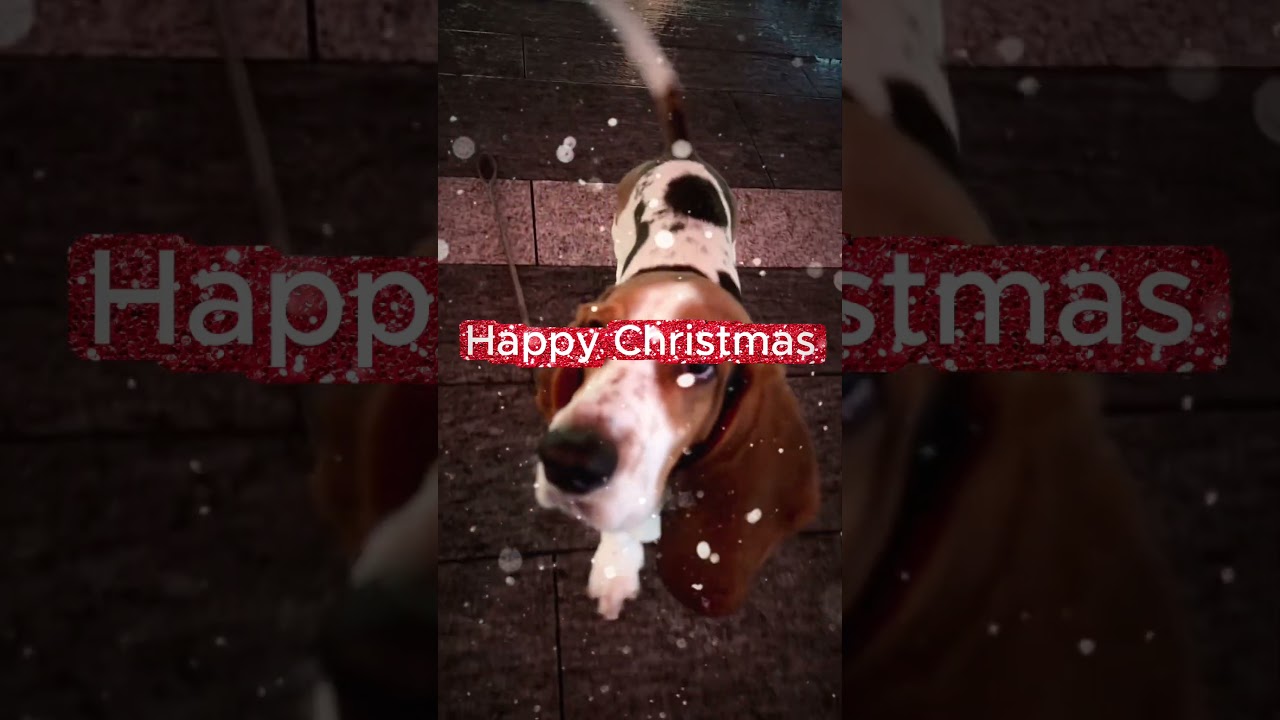 新しく家族になったTintin（タンタン）です よろしく ワン！Merry X'mas 　どうぞよいお年をお迎えください #bassethound #バセットハウンド