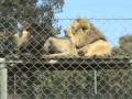 Man killed by lion - YouTube