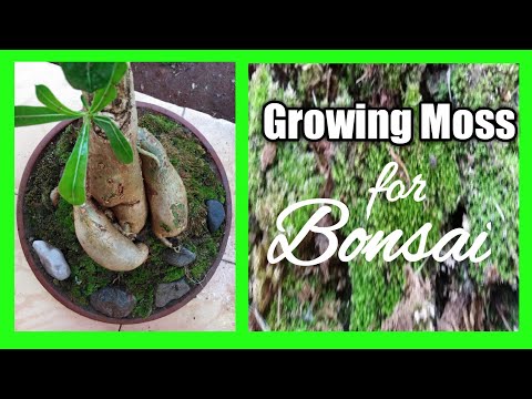 Applying moss to Bonsai |  How to Apply Green Moss | Bonsai | Green Moss Care