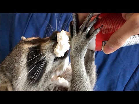 download lagu mp3 mp4 What Type Of Food Do Raccoons Eat, download lagu What Type Of Food Do Raccoons Eat gratis, unduh video klip What Type Of Food Do Raccoons Eat