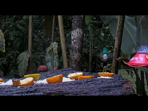 Snowy-bellied Hummingbird       06 21 5 27 24