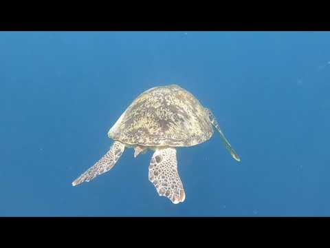 Komandoo Maldives Island Resort Snorkelling