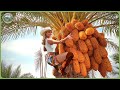 How Millions Tons Of Dates Are Harvested Processed Inside Massive Date Palm Factory