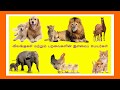 விலங்குகளின் இளமைப் பெயர்கள் Learn Animals And T